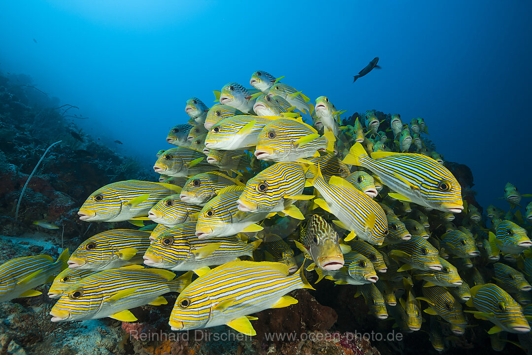 Schwarm Goldstreifen-Suesslippen, Plectorhinchus polytaenia, Raja Ampat, West Papua, Indonesien