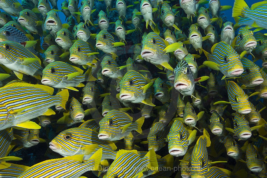 Schwarm Goldstreifen-Suesslippen, Plectorhinchus polytaenia, Raja Ampat, West Papua, Indonesien