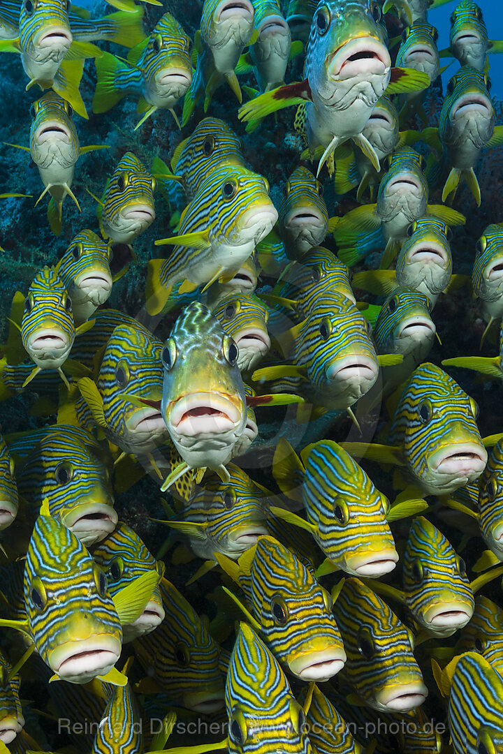 Schwarm Goldstreifen-Suesslippen, Plectorhinchus polytaenia, Raja Ampat, West Papua, Indonesien