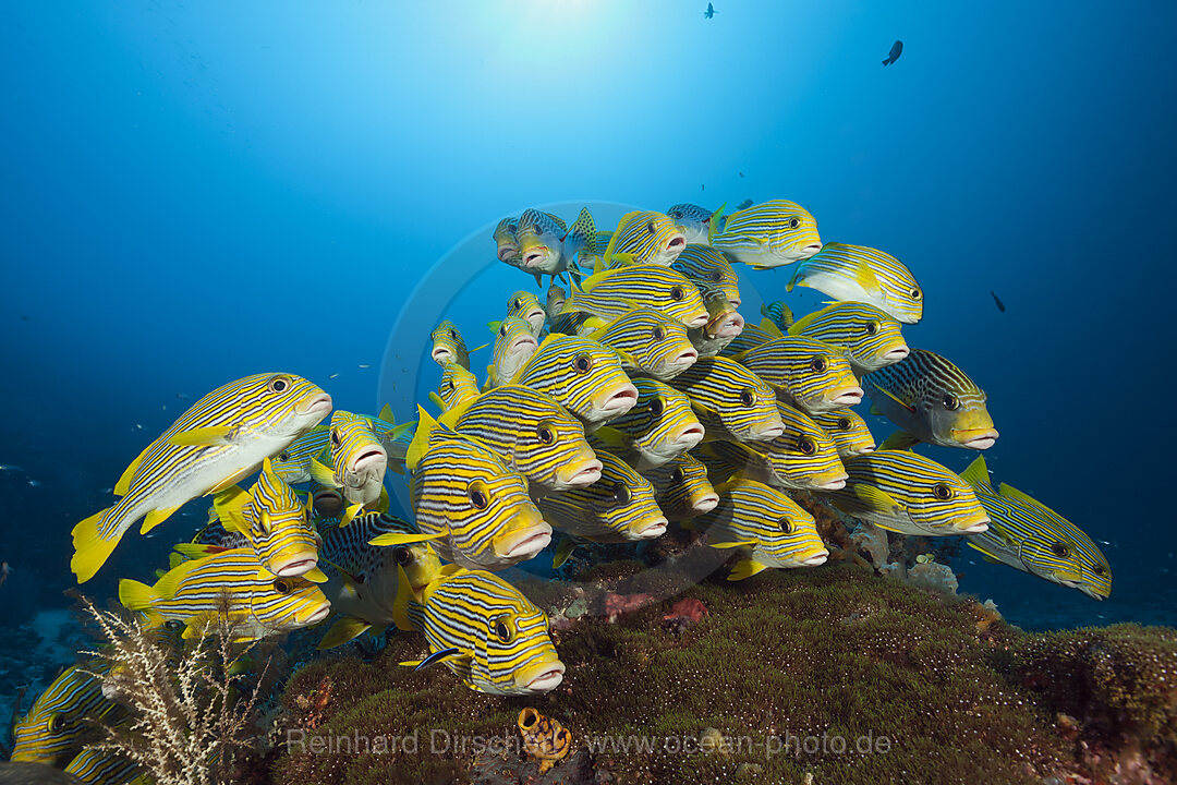 Schwarm Goldstreifen-Suesslippen, Plectorhinchus polytaenia, Raja Ampat, West Papua, Indonesien