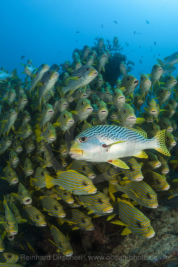 Schwarm Goldstreifen-Suesslippen, Plectorhinchus polytaenia, Raja Ampat, West Papua, Indonesien