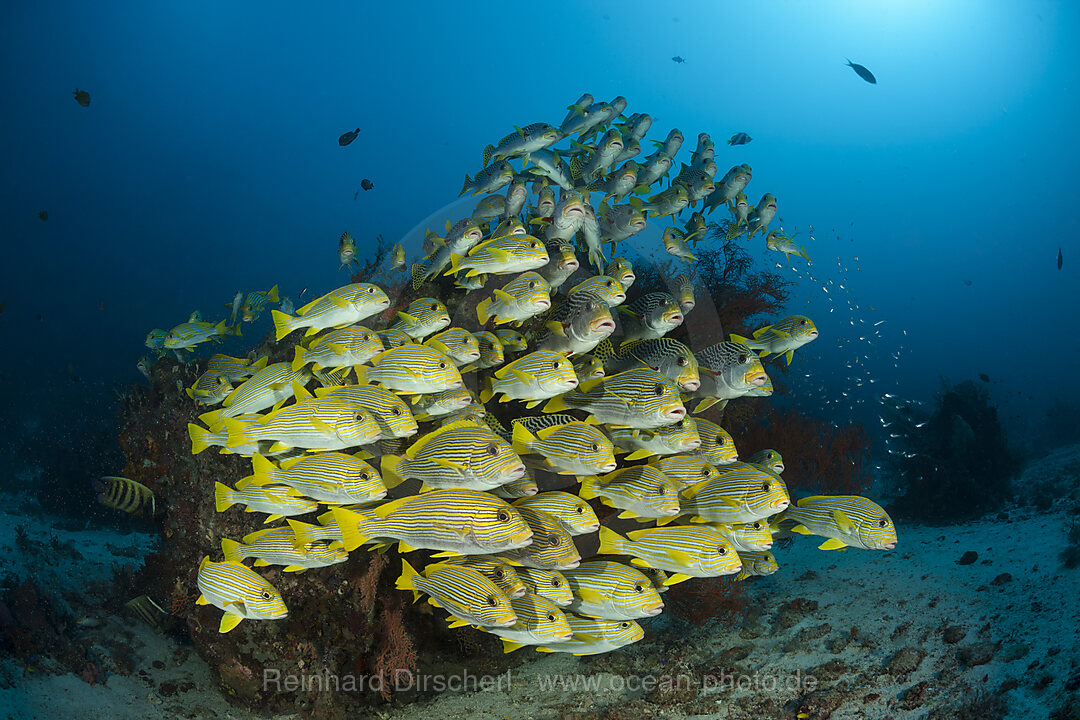 Schwarm Goldstreifen-Suesslippen, Plectorhinchus polytaenia, Raja Ampat, West Papua, Indonesien