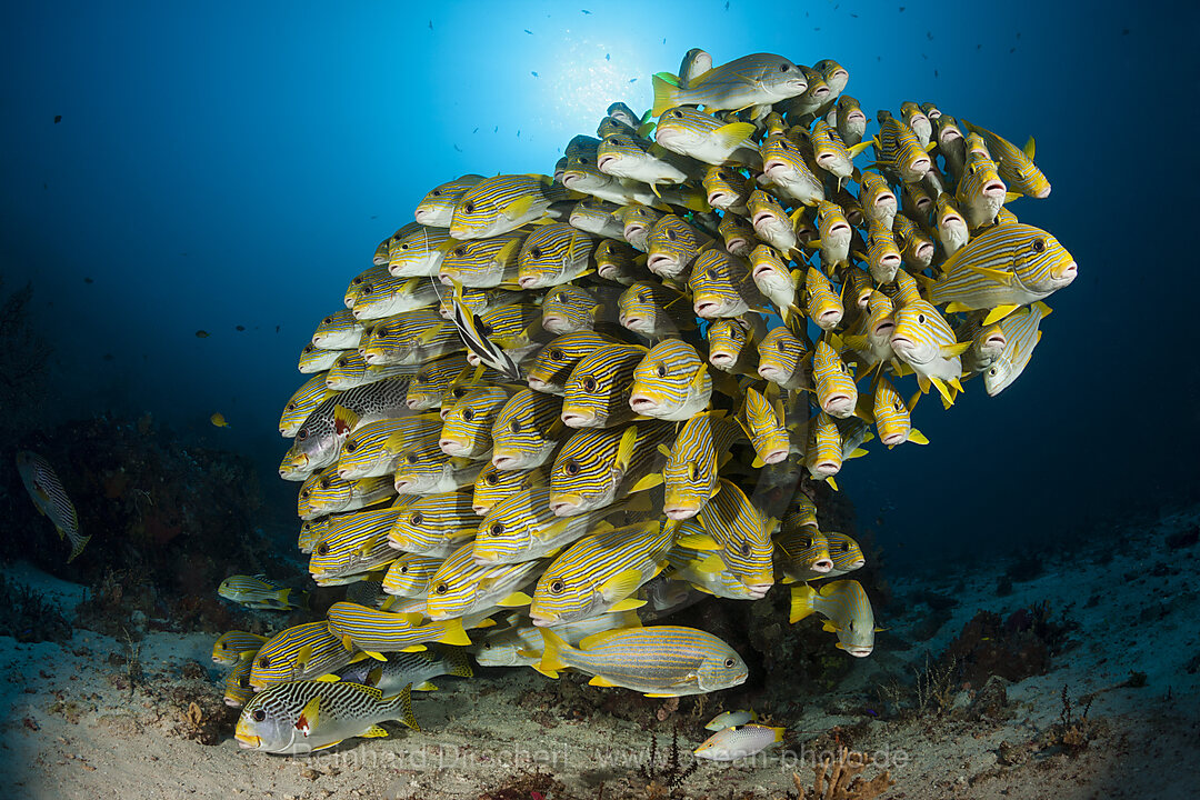 Schwarm Goldstreifen-Suesslippen, Plectorhinchus polytaenia, Raja Ampat, West Papua, Indonesien