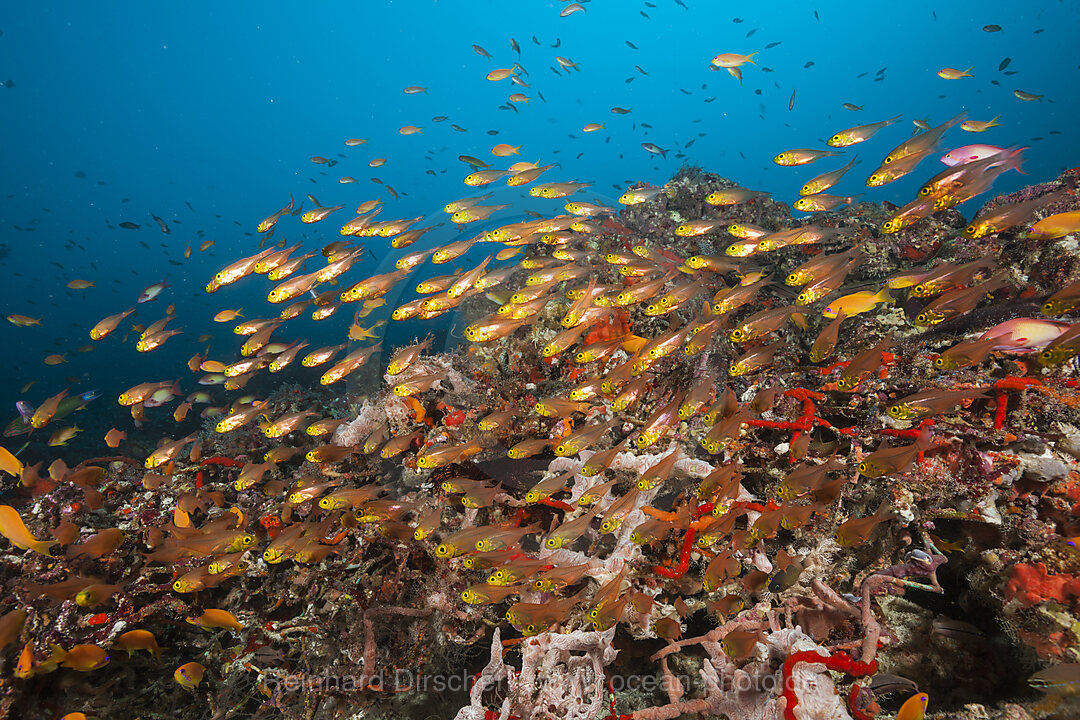 Fahnenbarsche über vermuelltem Korallenriff, Pseudanthias squamipinnis, Nord Ari Atoll, Indischer Ozean, Malediven