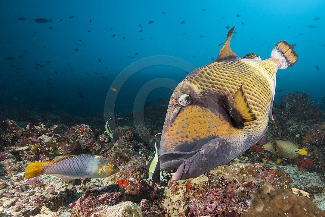 Gruener Riesendrueckerfisch, Balistoides viridescens, Nord Male Atoll, Indischer Ozean, Malediven