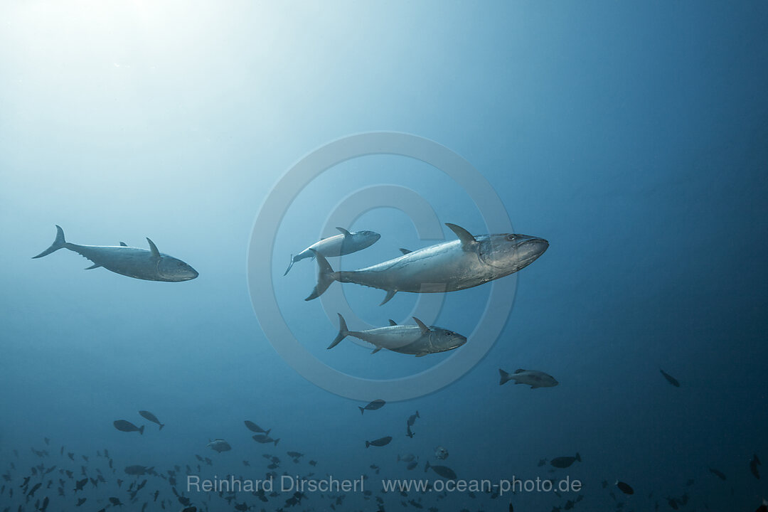 Dogtooth Tuna, Gymnosarda unicolor, South Male Atoll, Maldives