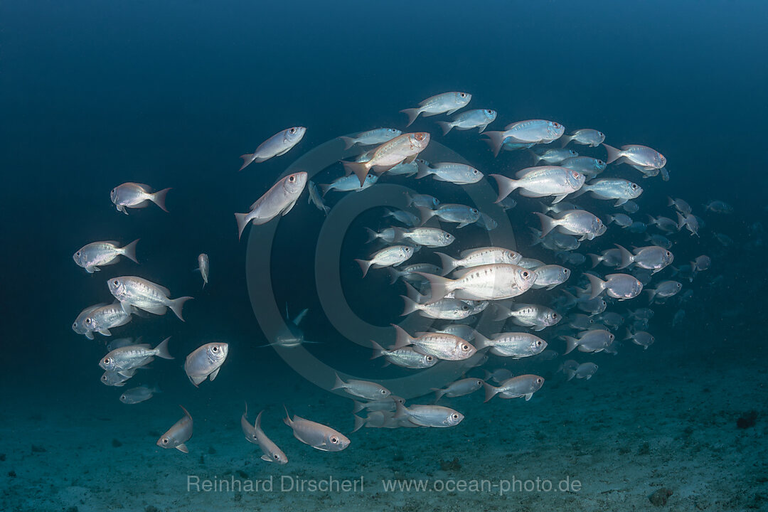 Schwarm Riff-Grossaugen, Priacanthus hamrur, Ari Atoll, Indischer Ozean, Malediven