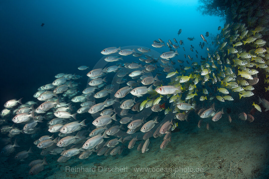 Shoal of Crescent-tail Bigeye, Priacanthus hamrur, Ari Atoll, Indian Ocean, Maldives
