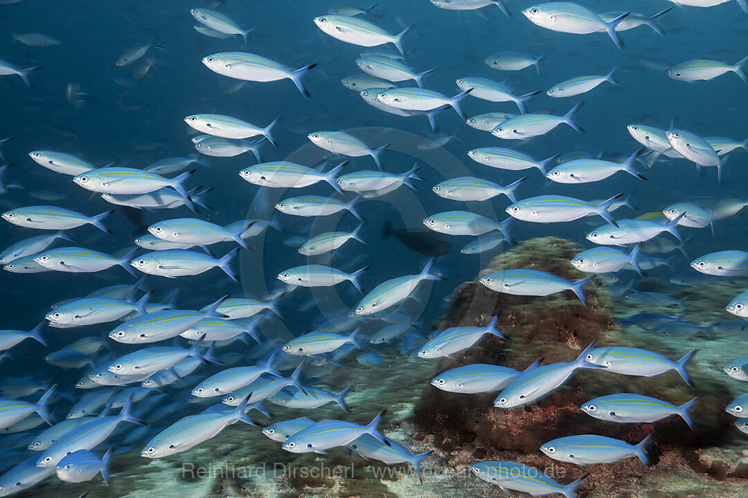 Shoal of Neon Fusilier, Pterocaesio tile, Ari Atoll, Indian Ocean, Maldives