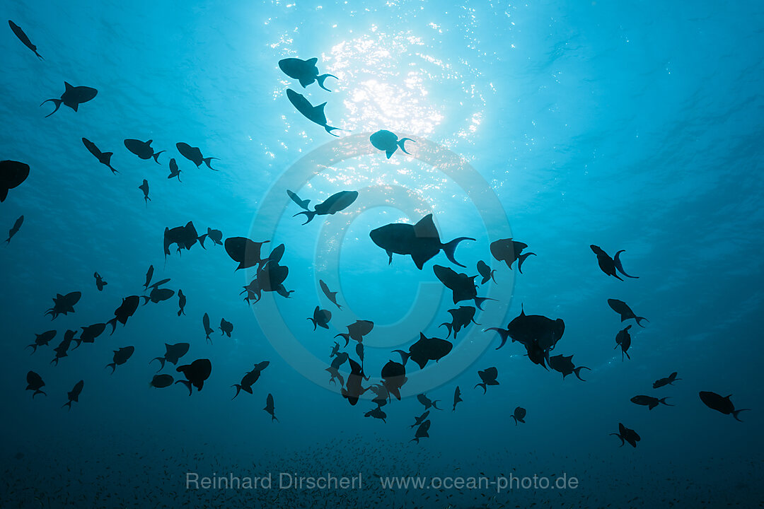 Rotzahn-Drueckerfische, Odonus niger, Ari Atoll, Indischer Ozean, Malediven