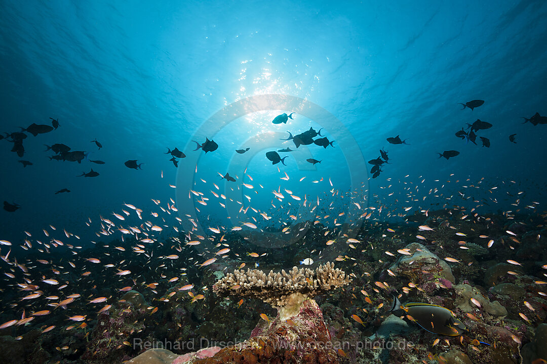 Redtooth Triggerfishes and Coral reef, Odonus niger, Ari Atoll, Indian Ocean, Maldives