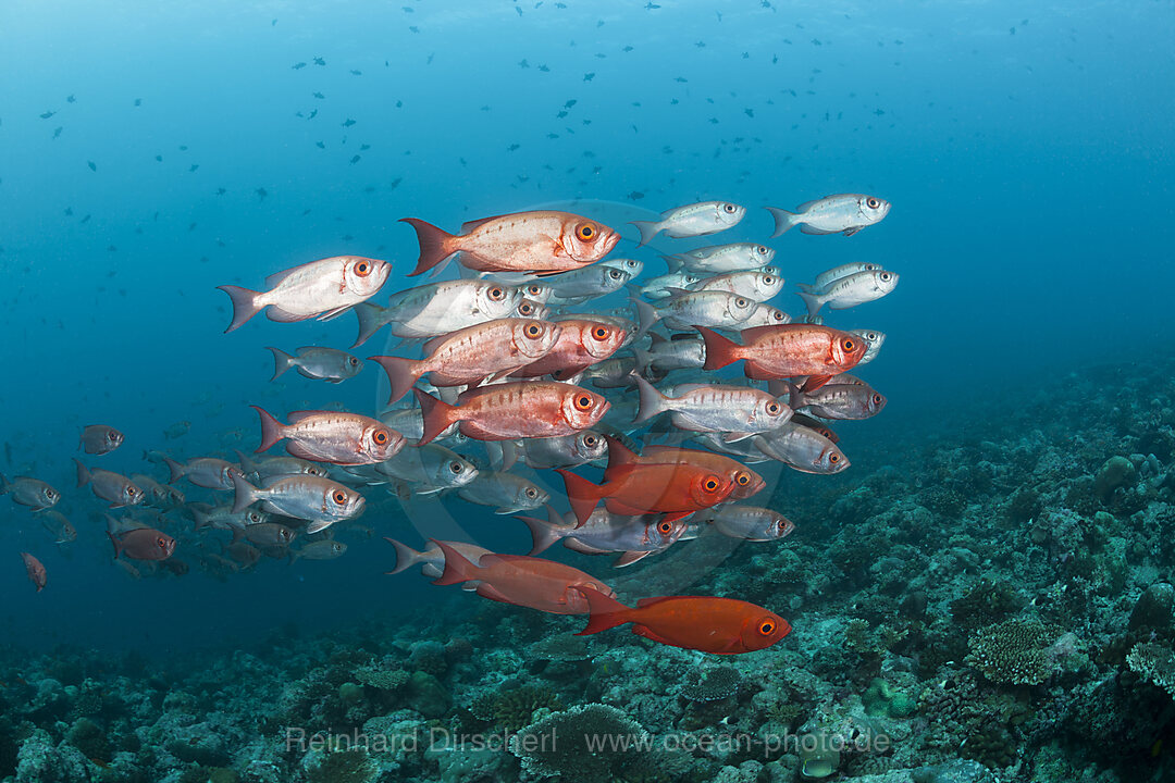 Shoal of Crescent-tail Bigeye, Priacanthus hamrur, Ari Atoll, Indian Ocean, Maldives