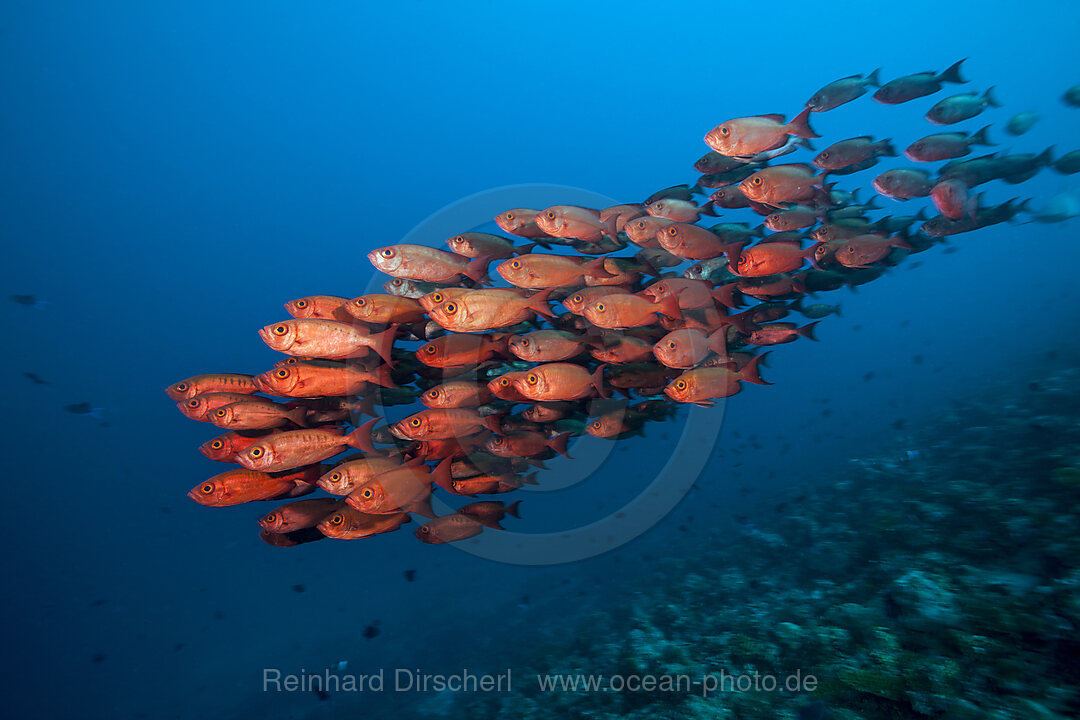 Shoal of Crescent-tail Bigeye, Priacanthus hamrur, Ari Atoll, Indian Ocean, Maldives