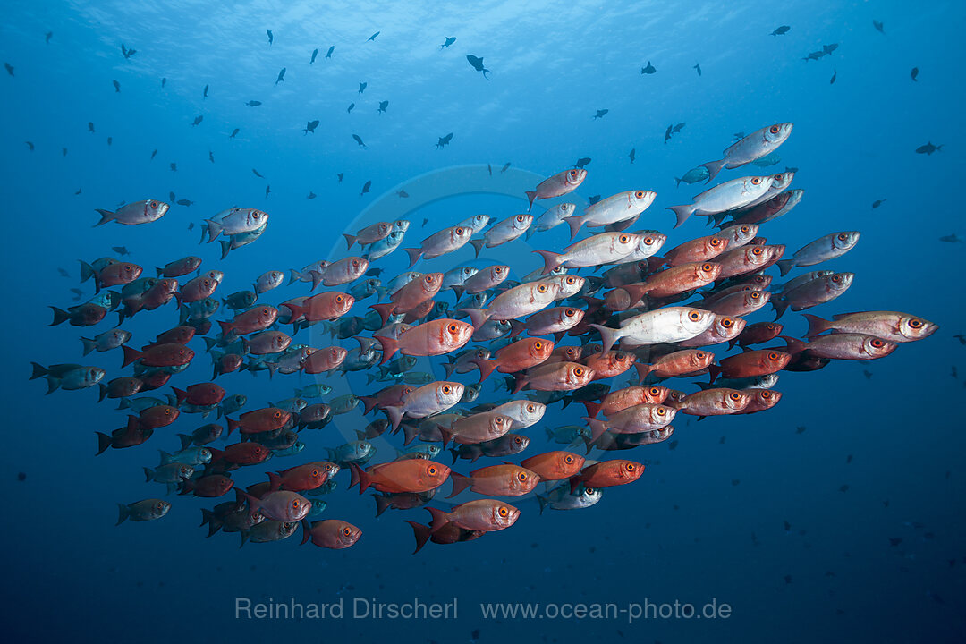 Shoal of Crescent-tail Bigeye, Priacanthus hamrur, Ari Atoll, Indian Ocean, Maldives