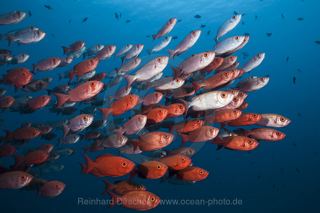 Shoal of Crescent-tail Bigeye, Priacanthus hamrur, Ari Atoll, Indian Ocean, Maldives