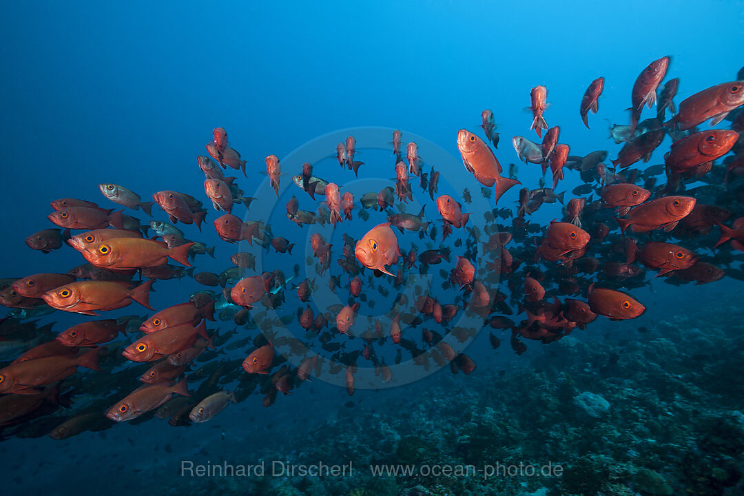 Shoal of Crescent-tail Bigeye, Priacanthus hamrur, Ari Atoll, Indian Ocean, Maldives