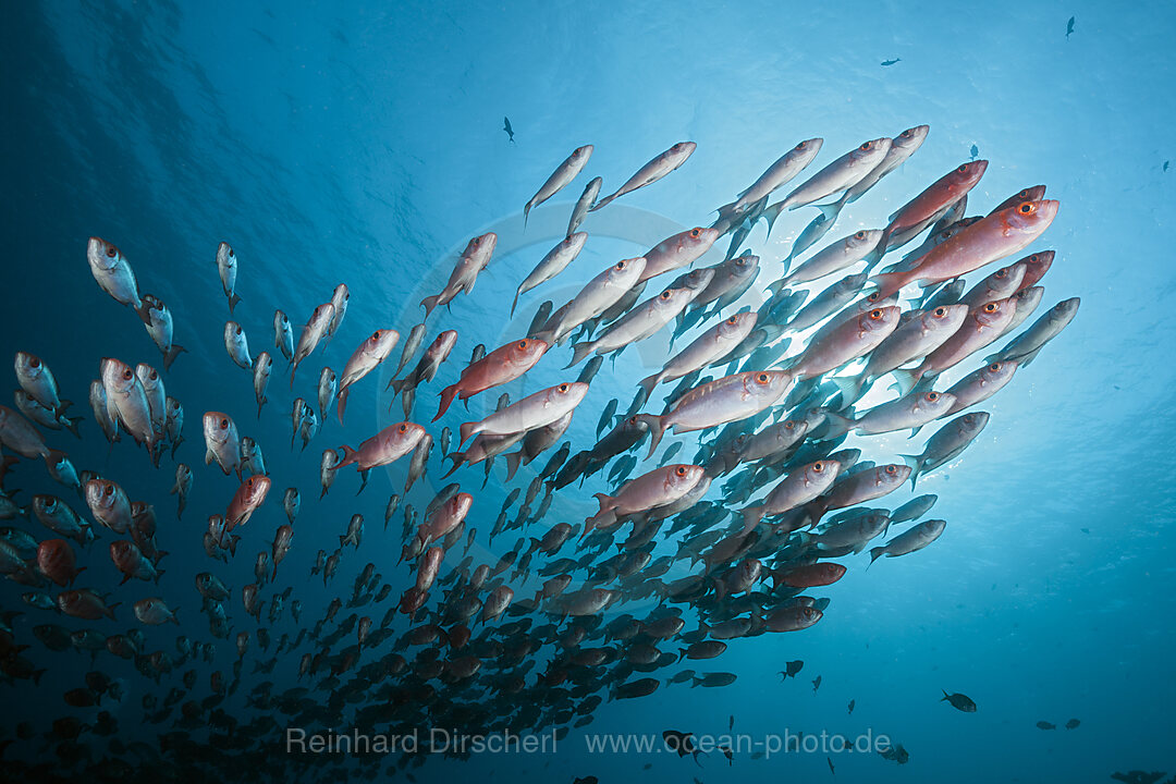 Shoal of Crescent-tail Bigeye, Priacanthus hamrur, Ari Atoll, Indian Ocean, Maldives