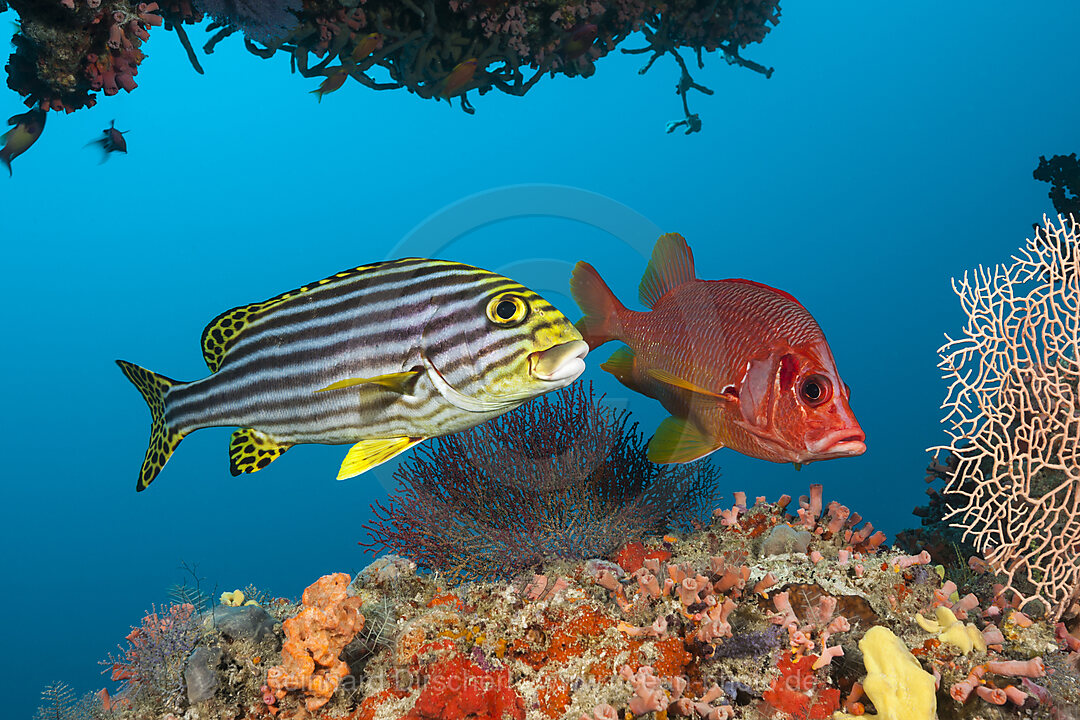 Oriental Sweetlip and Longjaweed Squirrelfish, Plectorhinchus vittatus, Sargocentron spiniferum, South Male Atoll, Indian Ocean, Maldives