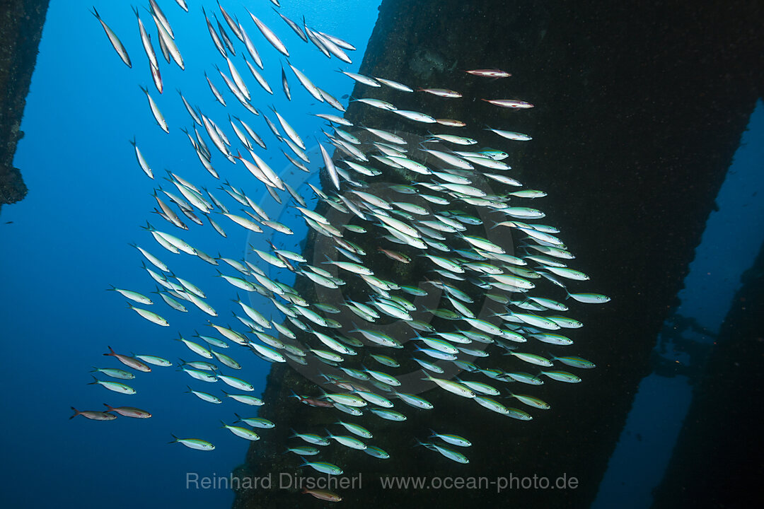 Schwarm Neon-Fuesiliere in Schiffswrack, Pterocaesio tile, Ari Atoll, Indischer Ozean, Malediven