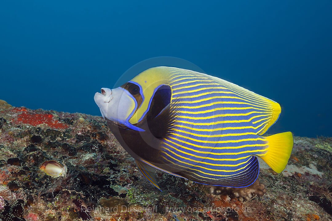 Emperor Angelfish, Pomacanthus imperator, South Male Atoll, Indian Ocean, Maldives