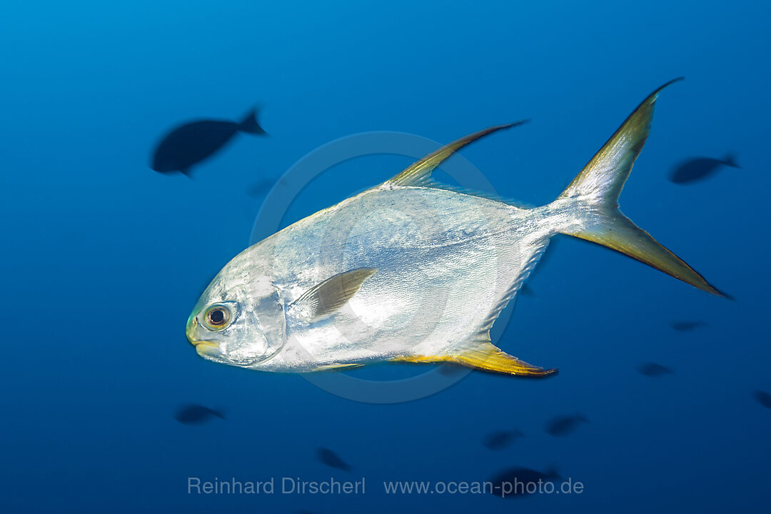 Langflossen-Stachelmakrele, Snubnose pompano , Sued Male Atoll, Indischer Ozean, Malediven