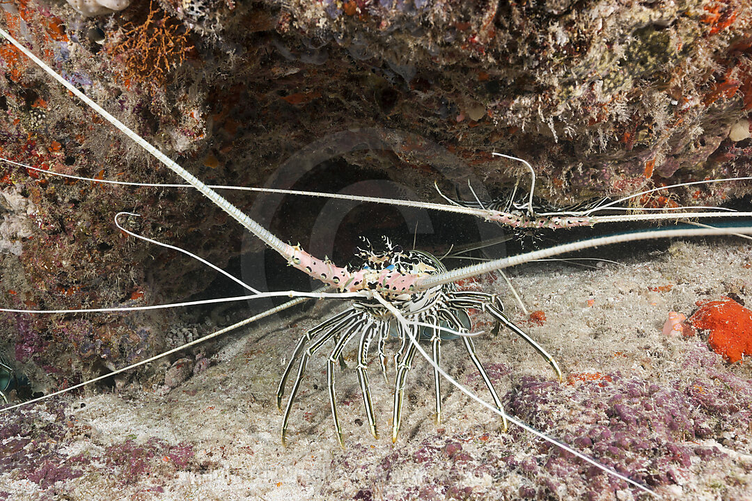 Schmuck-Languste, Panulirus versicolor, Malediven, Malediven