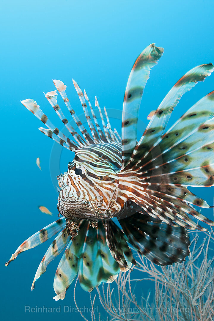 Indischer Rotfeuerfisch, Pterois Miles, Felidhu Atoll, Indischer Ozean, Malediven