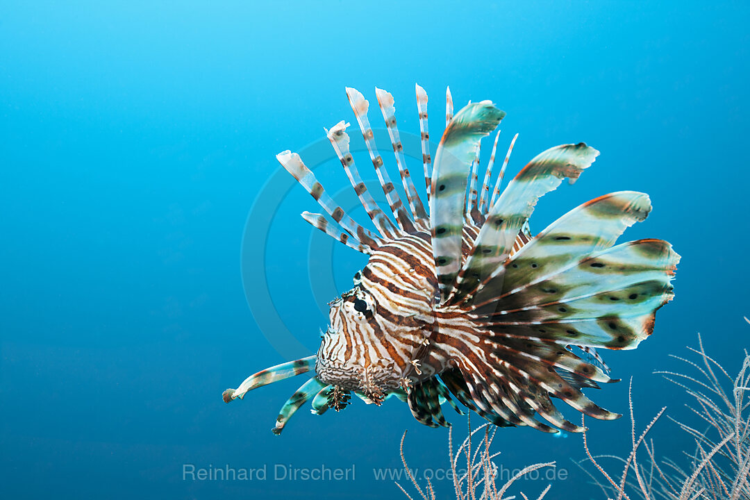 Indischer Rotfeuerfisch, Pterois Miles, Felidhu Atoll, Indischer Ozean, Malediven