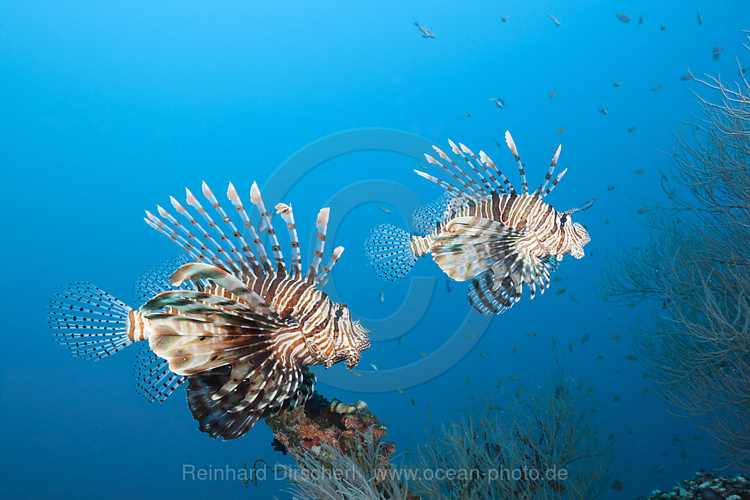 Indischer Rotfeuerfisch, Pterois Miles, Felidhu Atoll, Indischer Ozean, Malediven