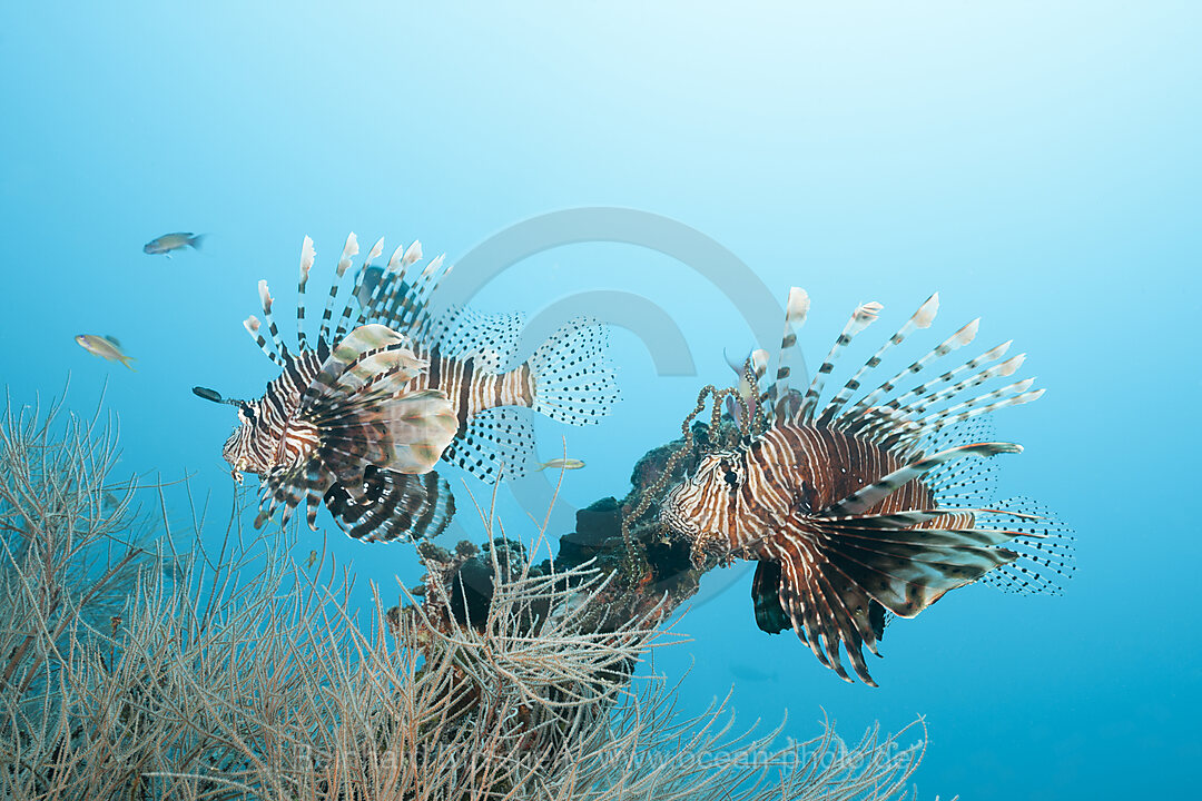 Devil Firefish, Pterois Miles, Felidhu Atoll, Indian Ocean, Maldives