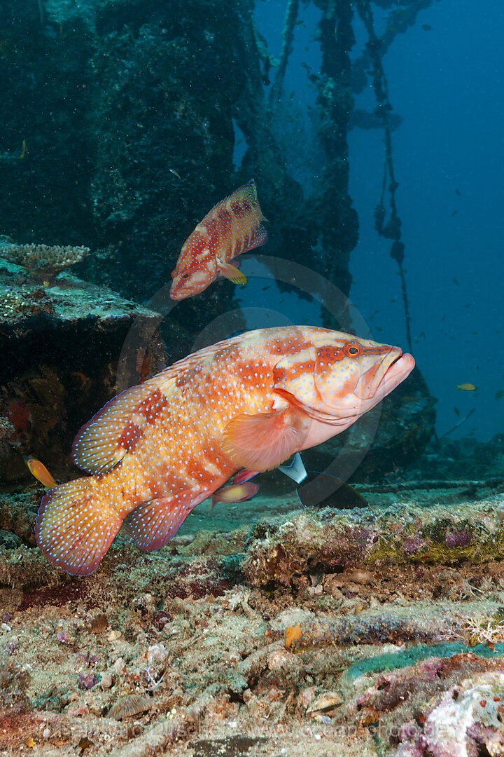 Juwelen-Zackenbarsch, Cephalopholis miniata, Nord Male Atoll, Indischer Ozean, Malediven