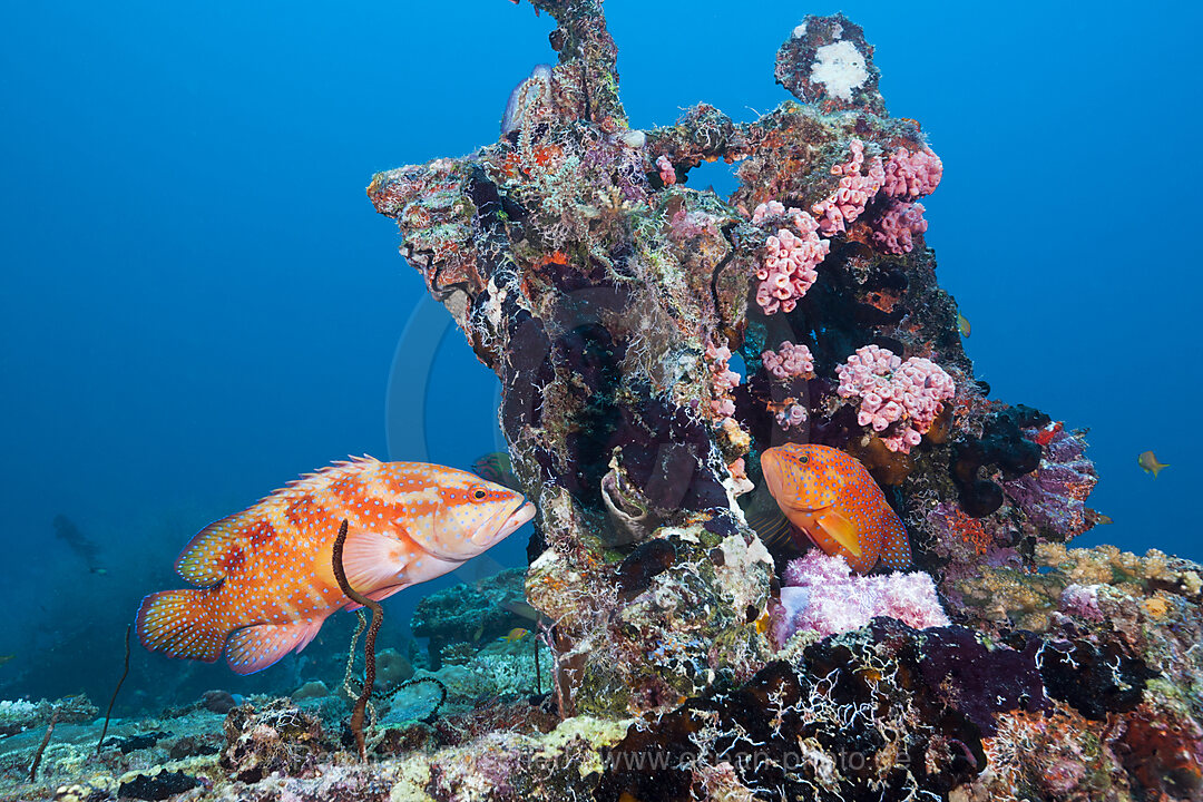 Coral Grouper, Cephalopholis miniata, North Male Atoll, Indian Ocean, Maldives