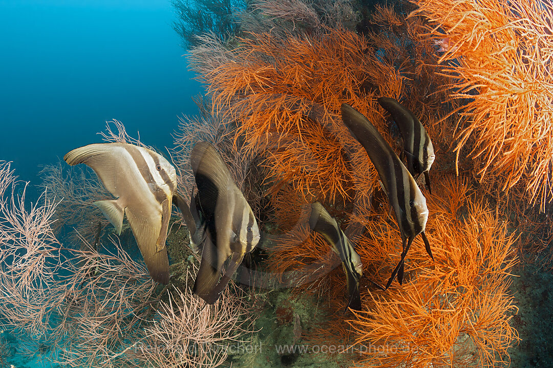 Shoal of Longfin Batfish, Platax teira, Ari Atoll, Indian Ocean, Maldives