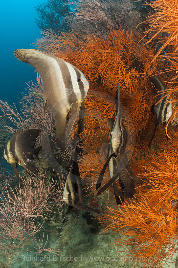 Shoal of Longfin Batfish, Platax teira, Ari Atoll, Indian Ocean, Maldives