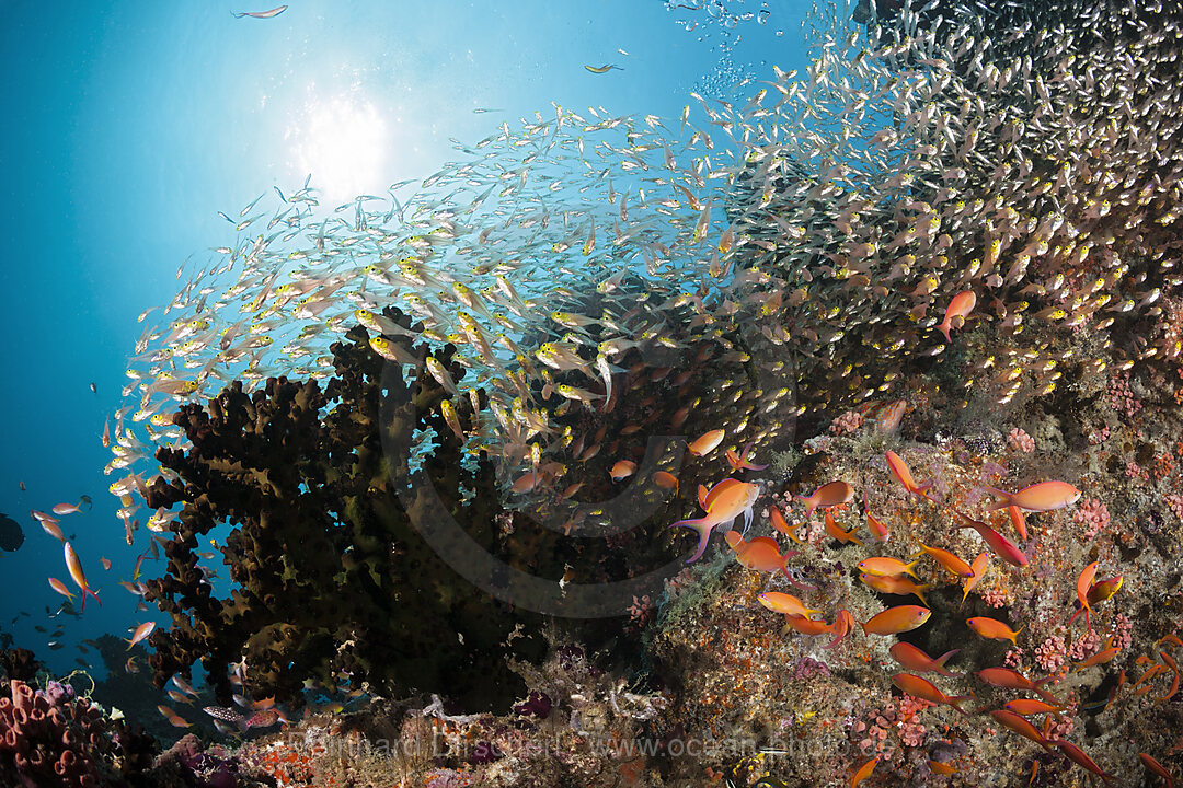 Buntes Korallenriff, Nord Male Atoll, Indischer Ozean, Malediven