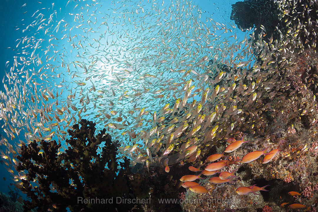 Buntes Korallenriff, Nord Male Atoll, Indischer Ozean, Malediven