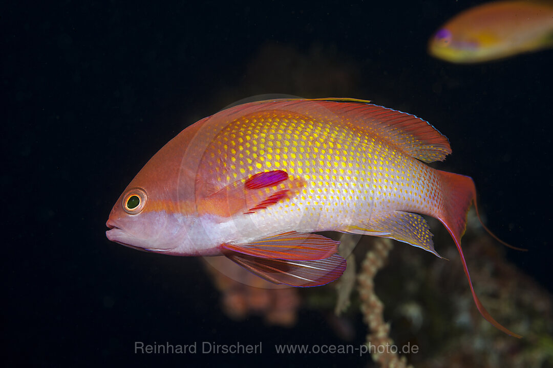 Lyretail Anthias, Pseudanthias squamipinnis, North Male Atoll, Indian Ocean, Maldives