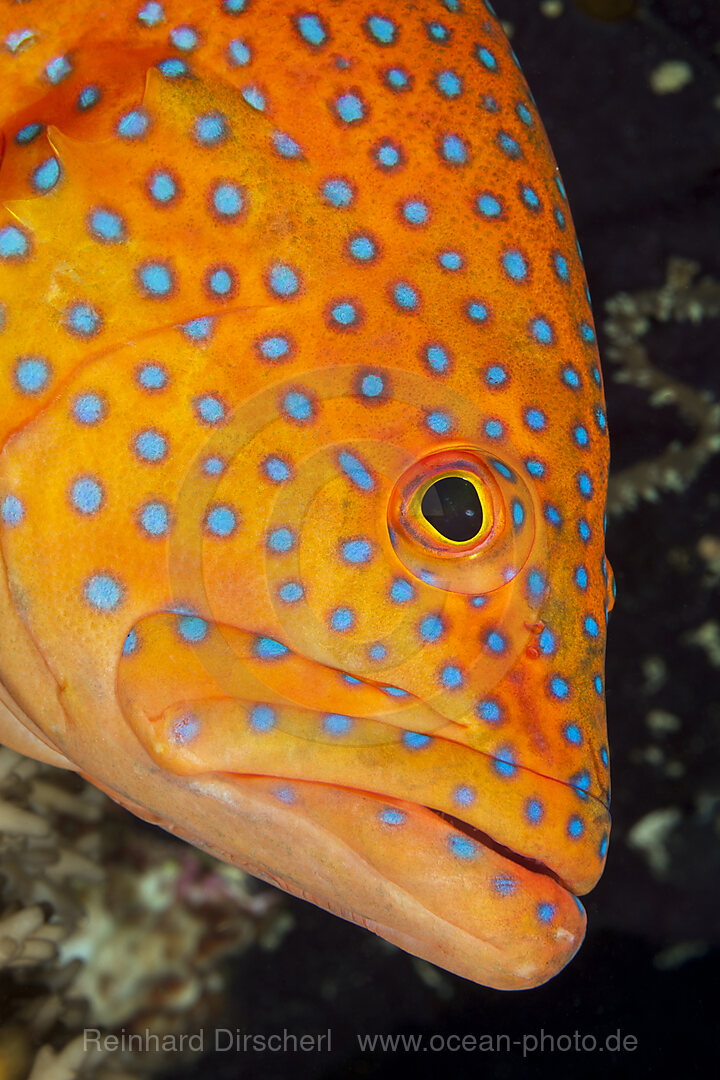 Coral Grouper, Cephalopholis miniata, North Male Atoll, Indian Ocean, Maldives