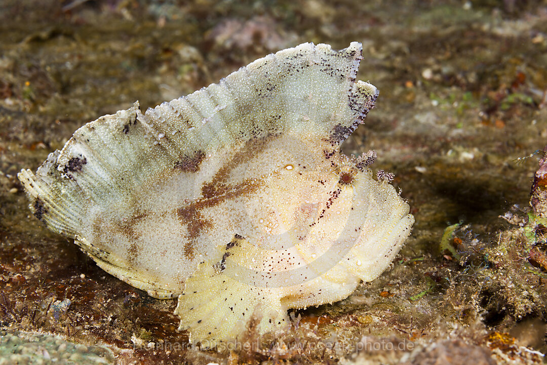 Yellow Leaf Fish, Taenionotus triacanthus, North Male Atoll, Indian Ocean, Maldives