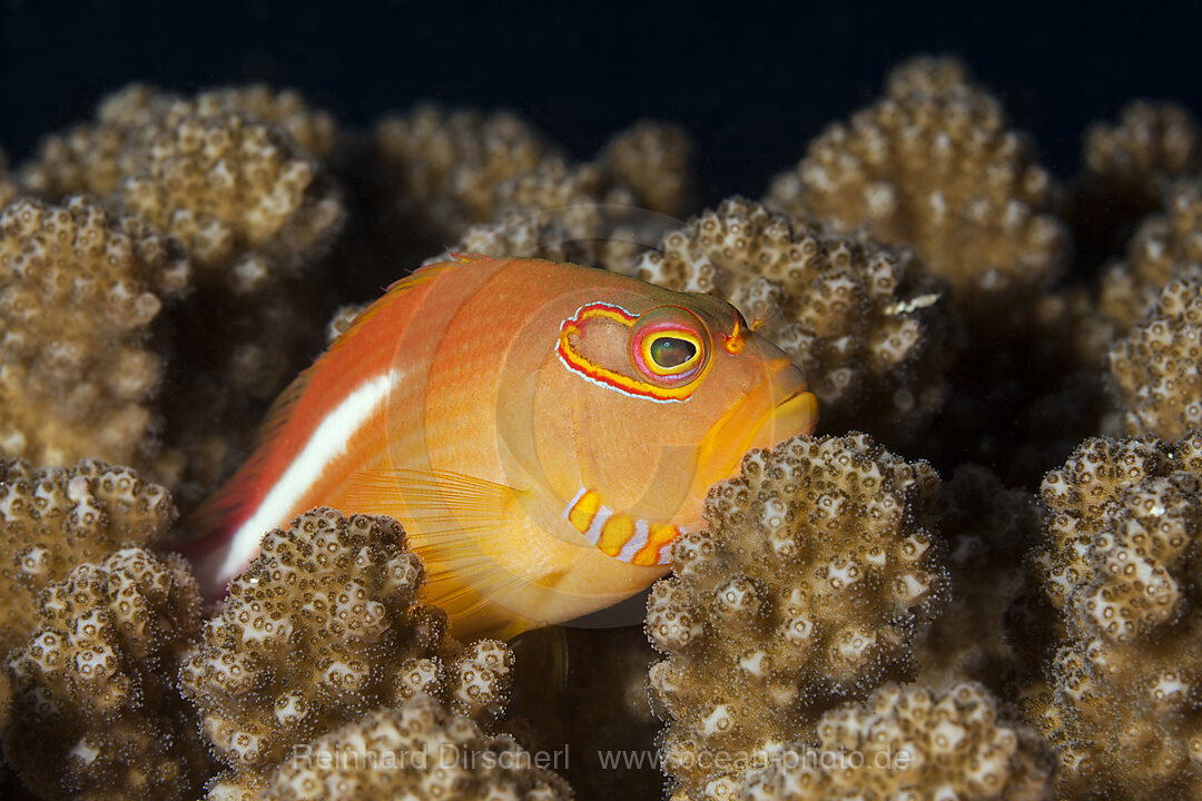 Monokel-Korallenwaechter, Paracirrhites arcatus, Nord Male Atoll, Indischer Ozean, Malediven