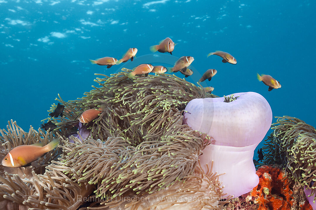 Maldives Anemonefishes, Amphiprion nigripes, Felidhu Atoll, Indian Ocean, Maldives