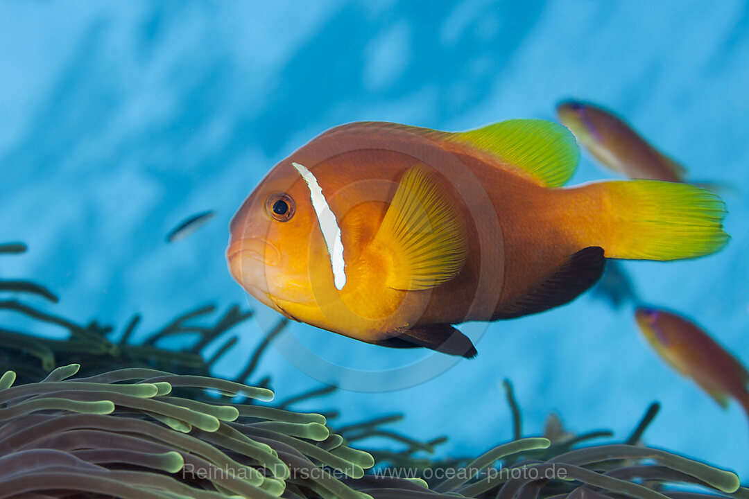 Maldives Anemonefishes, Amphiprion nigripes, Felidhu Atoll, Indian Ocean, Maldives
