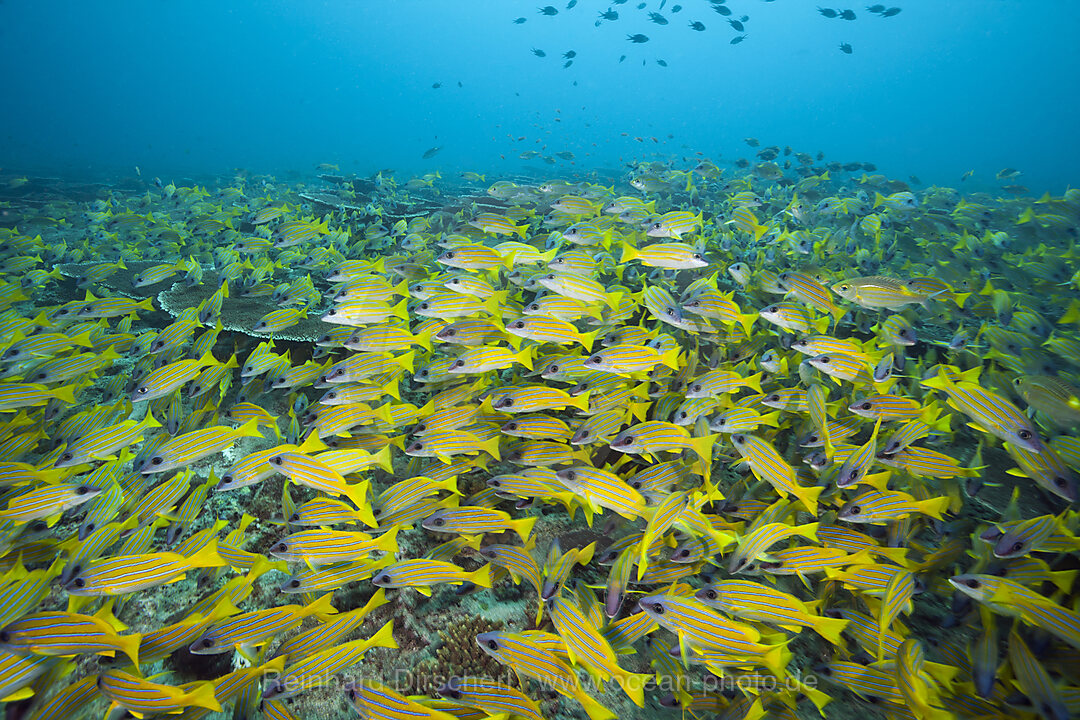 Shoal of Bluestripe Snapper, Lutjanus kasmira, Felidhu Atoll, Indian Ocean, Maldives