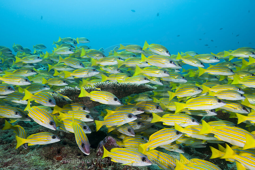 Schwarm Blaustreifen-Schnapper, Lutjanus kasmira, Felidhu Atoll, Indischer Ozean, Malediven