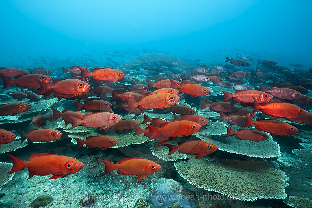 Shoal of Crescent-tail Bigeye, Priacanthus hamrur, Ari Atoll, Indian Ocean, Maldives