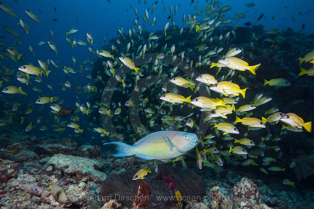 Shoal of Bluestripe Snapper, Lutjanus kasmira, Felidhu Atoll, Indian Ocean, Maldives