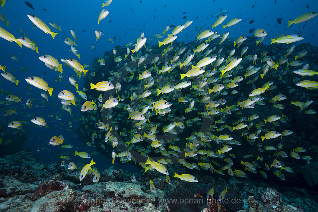 Schwarm Blaustreifen-Schnapper, Lutjanus kasmira, Felidhu Atoll, Indischer Ozean, Malediven