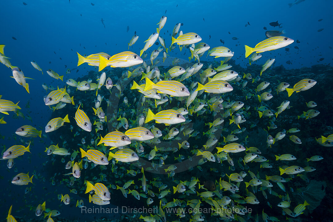 Schwarm Blaustreifen-Schnapper, Lutjanus kasmira, Felidhu Atoll, Indischer Ozean, Malediven