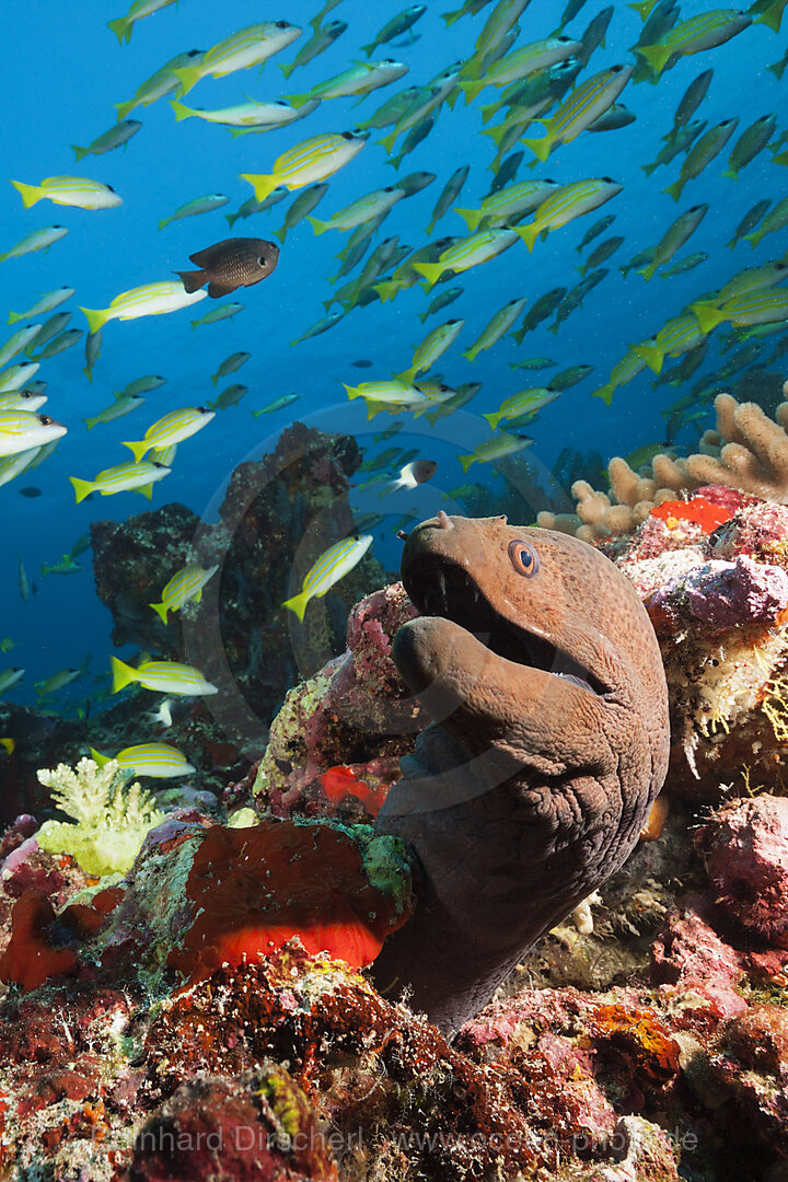 Giant Moray, Gymnothorax javanicus, Ari Atoll, Indian Ocean, Maldives