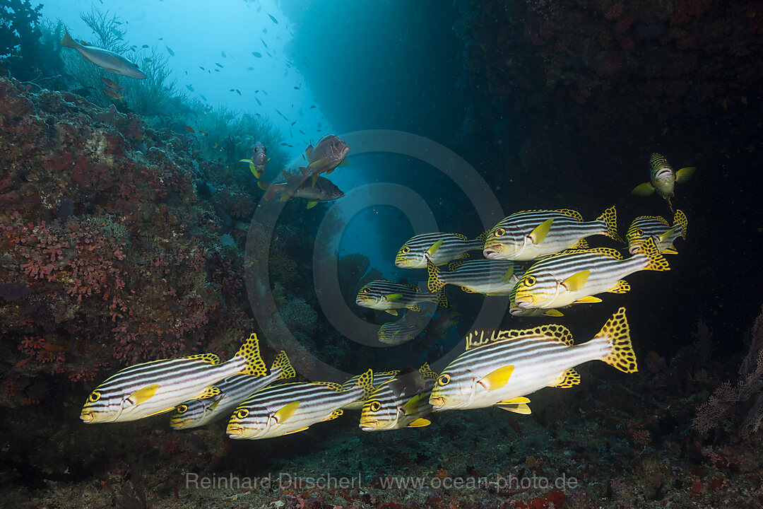 Schwarm Orientalische Suesslippen, Plectorhinchus vittatus, Nord Ari Atoll, Indischer Ozean, Malediven